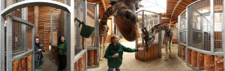 Meeting Giraffes at the Riga Zoo